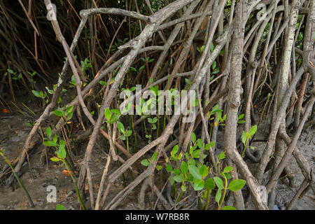 Mangrove (Rhizophora) Wurzeln, Pulicat See, Tamil Nadu, Indien, Januar 2013. Stockfoto