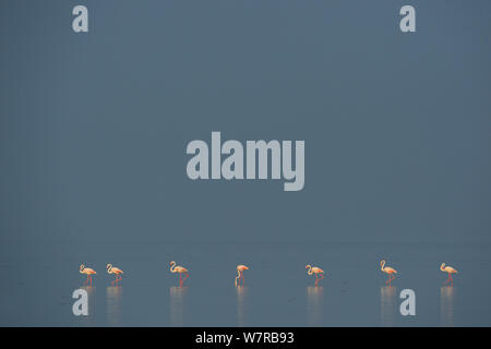 Eurasischen Flamingos (Phoenicopterus Roseus) aufgereiht auf der Pulicat See, Tamil Nadu, Indien, Januar 2013. Stockfoto