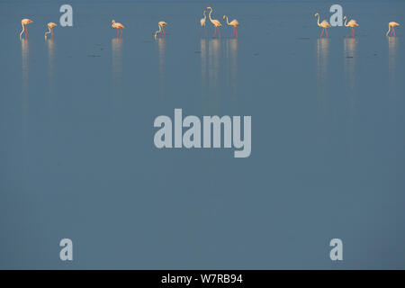 Eurasischen Flamingos (Phoenicopterus Roseus) aufgereiht auf der Pulicat See, Tamil Nadu, Indien, Januar 2013. Stockfoto