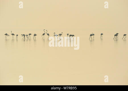 Eurasischen Flamingos (Phoenicopterus Roseus) aufgereiht auf der Pulicat See, Tamil Nadu, Indien, Januar 2013. Stockfoto