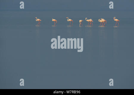 Eurasischen Flamingos (Phoenicopterus Roseus) aufgereiht auf der Pulicat See, Tamil Nadu, Indien, Januar 2013. Stockfoto