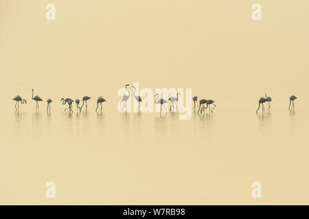 Eurasischen Flamingos (Phoenicopterus Roseus) aufgereiht auf der Pulicat See, Tamil Nadu, Indien, Januar 2013. Stockfoto