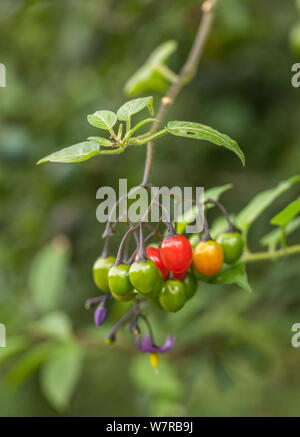 Reifung giftige Beeren von Solanum dulcamara, Bittersüßer Nachtschatten/Woody. Einmal als Heilpflanze in pflanzliche Heilmittel verwendet. Stockfoto