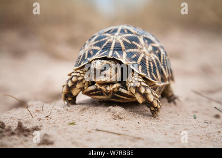 Geometrische Schildkröte (Psammobates Geometricus) Central Kalahari Wüste. Botswana. Gefährdete Arten. Stockfoto