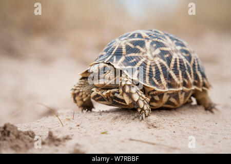 Geometrische Schildkröte (Psammobates Geometricus) Central Kalahari Wüste. Botswana. Gefährdete Arten. Stockfoto