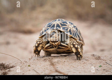 Geometrische Schildkröte (Psammobates Geometricus) Central Kalahari Wüste. Botswana. Gefährdete Arten. Stockfoto