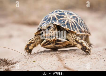 Geometrische Schildkröte (Psammobates Geometricus) Central Kalahari Wüste. Botswana. Gefährdete Arten. Stockfoto