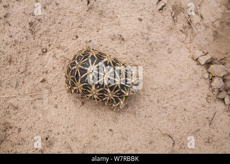 Geometrische Schildkröte (Psammobates Geometricus) Central Kalahari Wüste. Botswana. Gefährdete Arten. Stockfoto