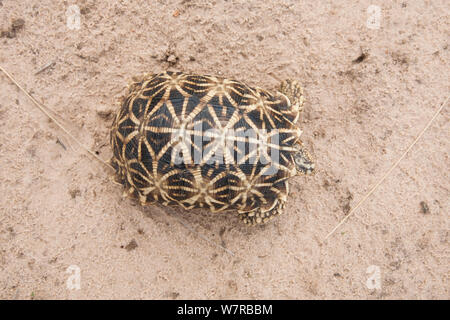 Geometrische Schildkröte (Psammobates Geometricus) Dorsalansicht, Central Kalahari Wüste. Botswana. Gefährdete Arten. Stockfoto