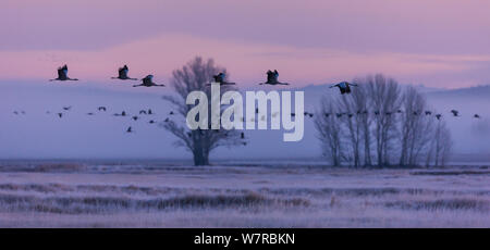 Kranichen (Grus Grus) im Flug in der Dämmerung, Gallocanta Lagune, Zaragoza/Saragossa. Spanien, Dezember Stockfoto