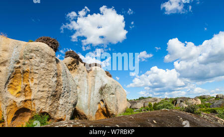 Weißstorch (Ciconia ciconia) Nester auf große Felsen, Los Barruecos National Monument, Caceres, Extremadura, Spanien, Europa Stockfoto