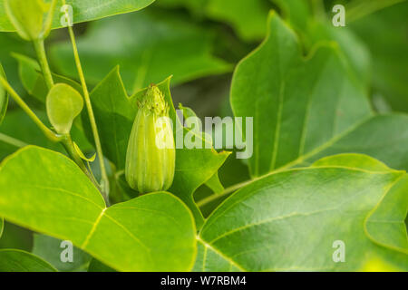 Einzigen grünen Samen, Leiter der Tulpenbaum Liriodendron tulipifera. Auch Tulip Poplar" bezeichnet. Ehemalige Heilpflanze in pflanzliche Heilmittel. Abstrakte botanische Stockfoto