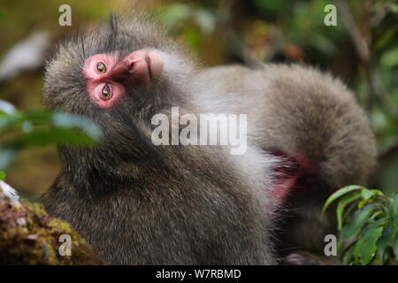 Yaku-shima Makaken (Macaca fuscata yakui) durch ein anderes Mitglied der Truppe gepflegt werden, Yakushima UNESCO Weltkulturerbe, Kagoshima, Japan, September Stockfoto