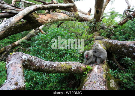 Yaku-shima Makaken (Macaca fuscata yakui) Pflege ein anderes Mitglied der Truppe, Yakushima UNESCO Weltkulturerbe, Kagoshima, Japan, September Stockfoto