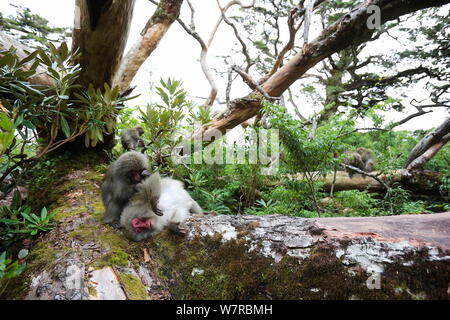 Yaku-shima Makaken (Macaca fuscata yakui) Pflege ein anderes Mitglied der Truppe, Yakushima UNESCO Weltkulturerbe, Kagoshima, Japan, September Stockfoto