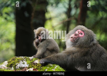 Yaku-shima Makaken (Macaca fuscata yakui) dominante Frau und Baby, Yakushima UNESCO Weltkulturerbe, Kagoshima, Japan, September Stockfoto