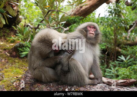 Yaku-shima Makaken (Macaca fuscata yakui) Pflege ein anderes Mitglied der Truppe, Yakushima UNESCO Weltkulturerbe, Kagoshima, Japan, September Stockfoto