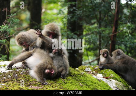 Yaku-shima Makaken (Macaca fuscata yakui) pflegen, mit jungen Baby, im Hintergrund ein anderes Baby, das mit seiner Mutter, Yakushima UNESCO Weltkulturerbe, Kagoshima, Japan, September Stockfoto