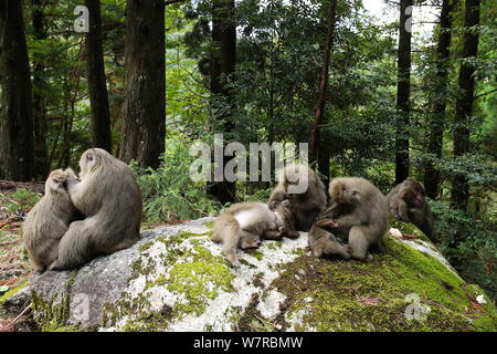 Yaku-shima Makaken (Macaca fuscata yakui) Grooming, Yakushima UNESCO Weltkulturerbe, Kagoshima, Japan, September Stockfoto