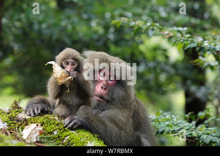 Yaku-shima Makaken (Macaca fuscata yakui) dominante Frau mit Baby, spielen mit Blatt, Yakushima UNESCO Weltkulturerbe, Kagoshima, Japan, September Stockfoto