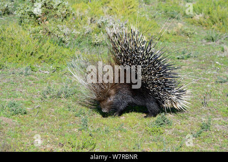 Cape Porcupine (Hystrix africaeaustralis) deHoop Nature Reserve, Western Cape, Südafrika. Stockfoto