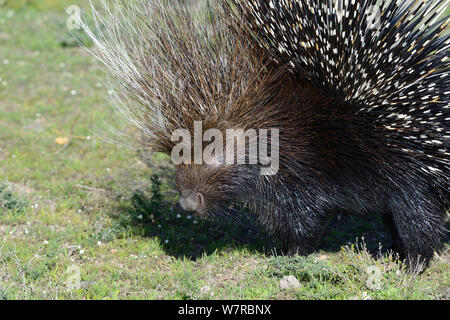 Cape Porcupine (Hystrix africaeaustralis) deHoop Nature Reserve, Western Cape, Südafrika. Stockfoto