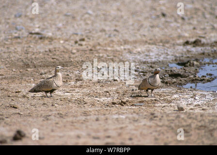 Schwarz-bellied Sandgrouse (Pterocles orientalis) männlich (rechts) und Frau, Touran geschützter Bereich, jetzt Teil der Khar Turan Nationalpark, Provinz Semnan, Iran Stockfoto