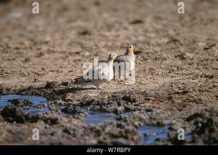 Gekrönt Sandgrouse (Pterocles coronatus atratus) männlich und weiblich auf dem Boden, Touran geschützter Bereich, jetzt Teil der Khar Turan Nationalpark, Provinz Semnan, Iran Stockfoto