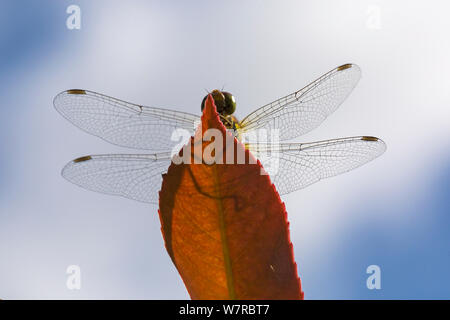 Bournemouth, Dorset UK. 7. Aug 2019. UK Wetter: Insekten genießen Sie den Sonnenschein auf der Weide auf die Werke in Bournemouth. Gemeinsame Darter libelle, Sympetrum striolatum ruht auf Blatt von Red Robin Strauch, photinia x fraseri gegen Himmel suchen. Credit: Carolyn Jenkins/Alamy leben Nachrichten Stockfoto