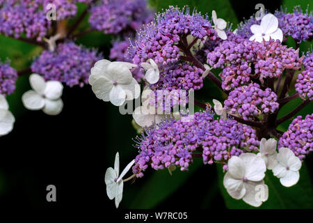 Nahaufnahme einer blühenden purple Hydrangea sargentiana Stockfoto