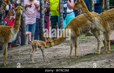 Besucher der Animal Zoo Blijdorp Rotterdam das Fotografieren des Neugeborenen Vikunja fawn, Rotterdam, 22. Juni, 2019 Stockfoto