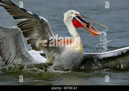 Krauskopfpelikane (Pelecanus crispus) Streit um Fisch, See Kerkini, Griechenland, Februar. Finalist in der Afpan Wettbewerb 2013. Stockfoto