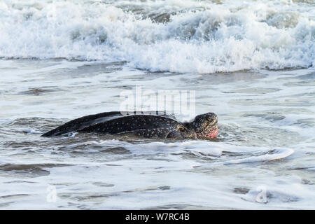 Lederschildkröte (dermochelys Coriacea) weibliche Schwimmen im seichten Wasser während der Rückkehr in das Meer nach der Eiablage, Trinidad, West Indies, Karibik. Kritisch gefährdeten Arten. Stockfoto