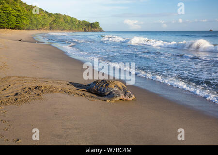 Lederschildkröte (dermochelys Coriacea) weibliche Rückkehr zum Meer nach Verschachtelung, Trinidad, West Indies, Karibik. Kritisch gefährdeten Arten. Stockfoto