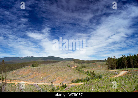 Die Entwaldung und die Pflanzung von Pinien und Eukalyptusbäumen in der El Melado mountain range, Chile, Dezember 2012 Stockfoto