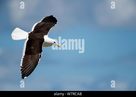 Nach Seetang Möwe (Larus dominicanus) im Flug, Mokka Island, Chile, Dezember Stockfoto