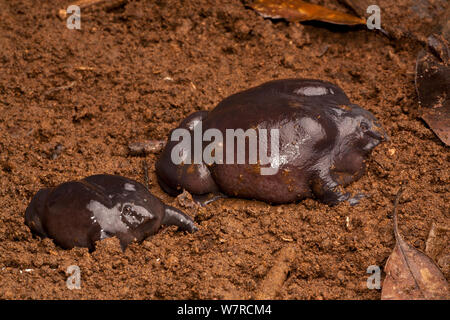 Schwein Nase Nasikabatrachus sahyadrensis) Frösche (Western Ghats, Indien Stockfoto