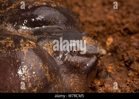 Schwein - gerochen Frosch (Nasikabatrachus sahyadrensis) close-up, Western Ghats, Indien Stockfoto