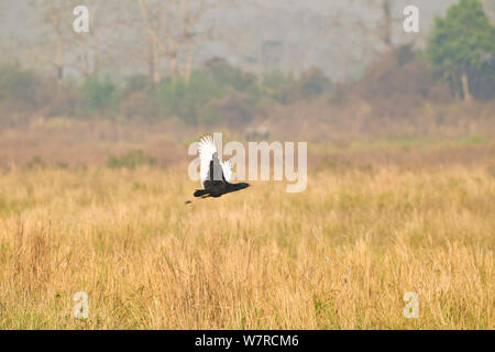 Bengalen Florican (Houbaropsis bengalensis) im Flug, Kaziranga National Park, Assam, Indien. Kritisch gefährdeten Arten. Stockfoto