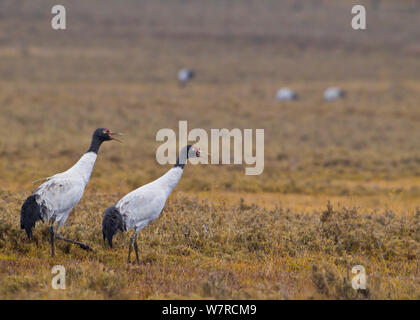 Black-necked Kraniche (Grus nigricollis) Aufruf in der Morgendämmerung in Phobjikha Tal, Bhutan. IUCN gefährdete Arten. Stockfoto