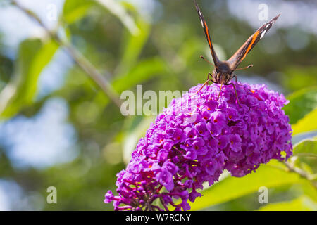 Bournemouth, Dorset UK. 7. Aug 2019. UK Wetter: Insekten genießen Sie den Sonnenschein auf der Weide auf die Werke in Bournemouth. Red Admiral Schmetterling, Vanessa atalanta, Fütterung auf sommerflieder Buddleja davidii, Davidii, passenderweise butterfly Bush plant. Credit: Carolyn Jenkins/Alamy leben Nachrichten Stockfoto