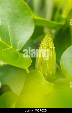 Einzigen grünen Samen, Leiter der Tulpenbaum Liriodendron tulipifera. Auch Tulip Poplar" bezeichnet. Ehemalige Heilpflanze in pflanzliche Heilmittel. Abstrakte botanische Stockfoto