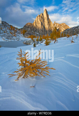 Subalpine Lärchen (Larix Lyallii) im Schnee, unter Prusik Spitze in der Verzauberung Seen Region, alpinen Seen Wüste, zentrale Cascade Range, Washington, USA Stockfoto