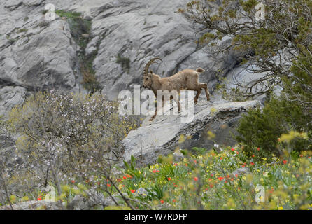 Sibirischen Steinböcke (Capra ibex Pumila) junger Mann, auf der Suche nach Essen am Abend mit Mandelbäumen und wilden Tulpen, in der Höhe von 2200 m, dashti Jum finden, Tadschikistan, April Stockfoto