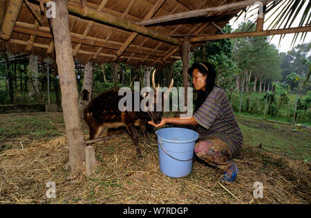 Frau Fütterung ein visayan Rotwild (Rusa/Cervus alfredi) Panay Aufzuchtzentrum beschmutzt, Panay, Philippinen. Stockfoto