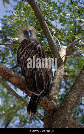 Philippinen Eagle/Monkey - essen Eagle (Pithecophaga jefferyi) unverlierbaren, akut gefährdet. Stockfoto