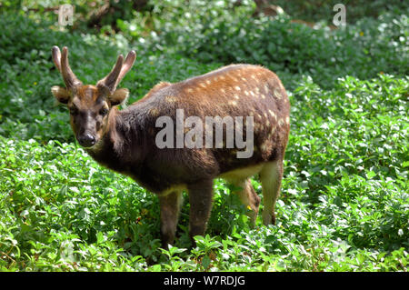 Visayan beschmutzt Hirsch (Cervus alfredi) männlich, von Panay und Negros, Visyan, Philippinen. Endemische und stark gefährdet. Stockfoto