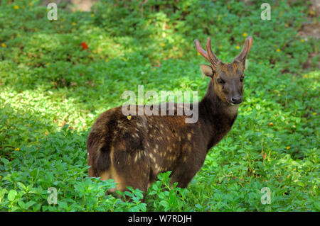 Visayan beschmutzt Hirsch (Cervus alfredi) Männlich aus Panay und Negros, Visyan, Philippinen. Endemische und stark gefährdet. Stockfoto