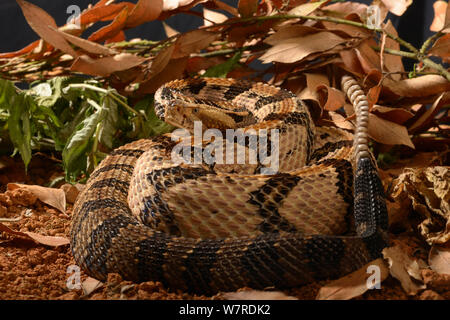 Holz Klapperschlange (Crotalus horridus atricaudatus) vom Osten der USA Stockfoto