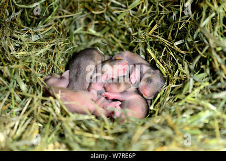 Neugeborene gemeinsame Hamster (Cricetus cricetus) Babys im Alter von 5 Tagen, Elsass, Frankreich, Juni 2013, Captive Stockfoto